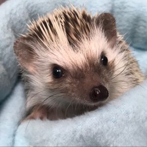 Meet your Posher, Teanna